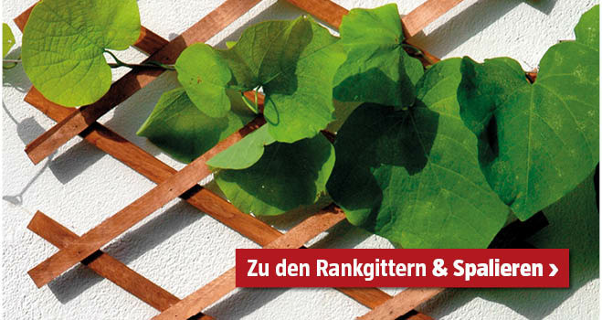 Rankgitter und Spaliere
