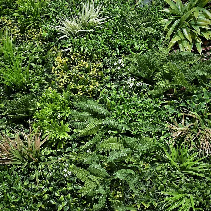 Jardín vertical Jungle con luces LED - Plástico, L x An: 100 x 100 cm - Primer plano de una exuberante instalación de pared verde con diversas plantas y texturas para diseño interior.
