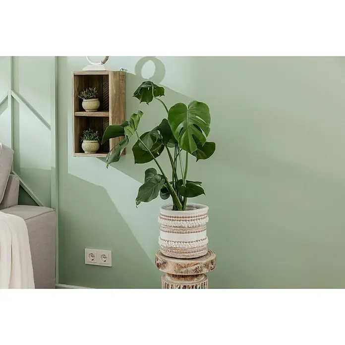 Alpina Wandfarbe Feine Farben - Hüterin der Freiheit, Matt, 2,5 l, Konservierungsmittelfrei - Ein Monstera deliciosa Zimmerpflanze im dekorativen Korb auf einem Holzsockel, mit einer grünen Wand im Hintergrund.