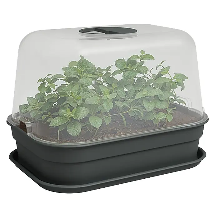 Artevasi Madagascar to Grow Anzuchtschale S - Außenmaß (L x B x H): 24 x 17 x 6 cm, Kunststoff, Anthrazit - Nahaufnahme eines Zimmergewächshauses mit transparentem Deckel, das kleine Pflanzen beherbergt, ideal für den Start von Saatgut.