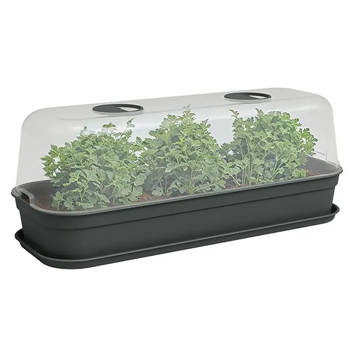Artevasi Madagascar to Grow Anzucht-Untersetzer L - 50,5 x 18,5 x 1,7 cm, Kunststoff, Anthrazit - Anzuchtkasten mit transparenter Abdeckung und Pflanzen, ideal für die Aufzucht von Kräutern und Gemüse.