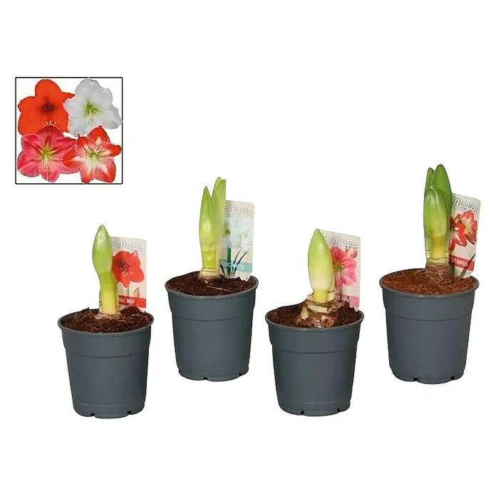 Piardino Lirio de Santa Paula - Hippeastrum, Tamaño de maceta: 12 cm, Rosa/Rojo/Blanco - Cuatro bulbos de amarilis en macetas, cada uno con un esquema de color de flor diferente del rojo al rayado para un hermoso jardín floral.