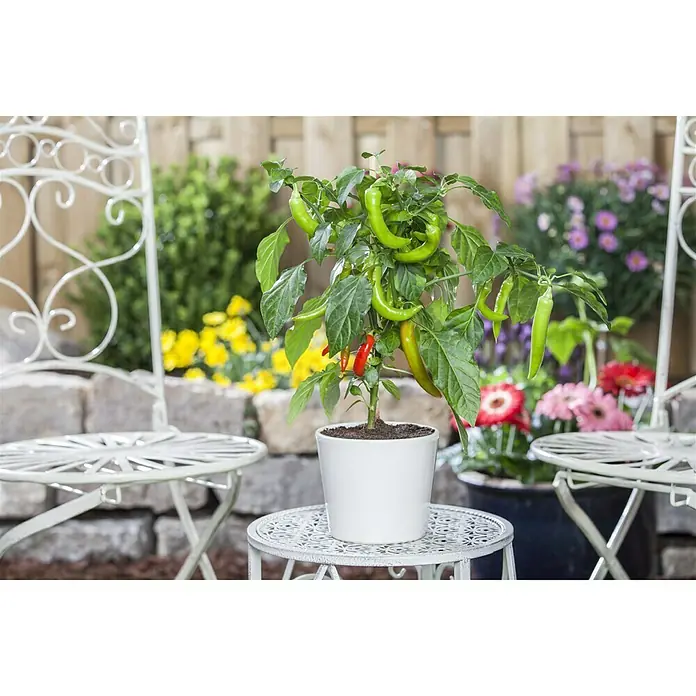 Piardino Peperoni - Capsicum peperomia, 14 cm, Erntezeit: Juli - Ein grüner Chili-Pflanze in einem weißen Topf, auf einem Tisch mit zwei weißen Stühlen im Hintergrund, bringt einen Hauch von Natur auf die Terrasse.