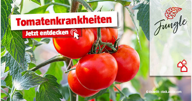 Tomatenkrankheiten