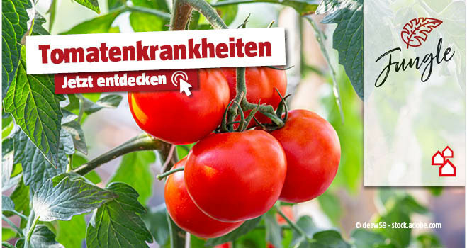 Tomatenkrankheiten