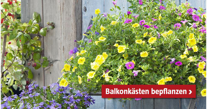 Balkonkästen bepflanzen