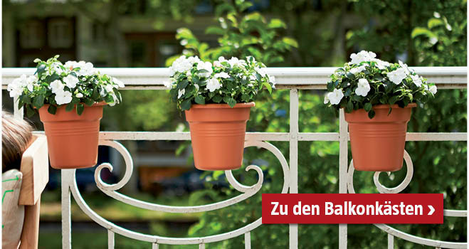 3 weiße Blumen im Topf am Balkongeländer angebracht