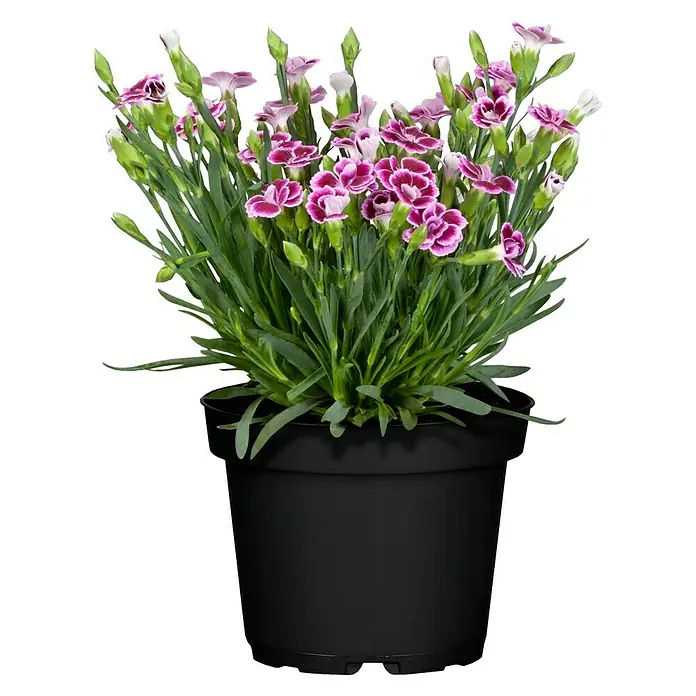 Piardino Gartennelke Pink Kisses ® - Dianthus caryophyllus, Topfgröße: 10 cm, Lila/Weiß - Ein Topf mit einer blühenden, rosa-weiß gefärbten Nelkenpflanze mit grünen Blättern. Die Pflanze steht in einem schwarzen Blumentopf.