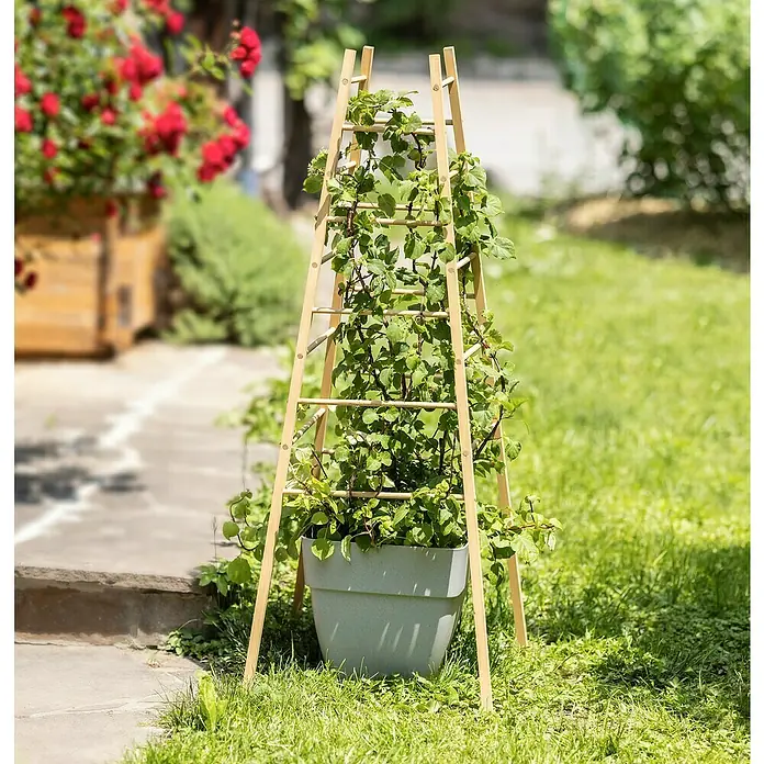 Windhager Rankhilfe Pyramide - L x B x H: 50 x 50 x 145 cm, Holz - Eine Pflanze mit einer Holzleiter in einem grauen Topf, die im Garten steht. Perfekt für Kletterpflanzen und zur Dekoration.