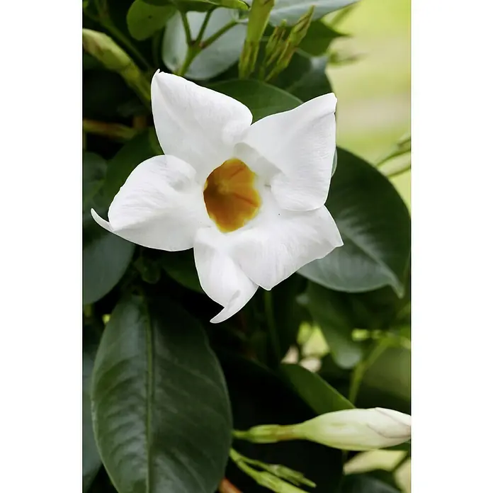 Piardino Dipladenia Summer Star - Dipladenia sanderi, Topfgröße: 11 cm, Weiß - Nahaufnahme einer strahlend weißen Mandevilla-Blüte mit gelbem Zentrum, umgeben von grünen Blättern.