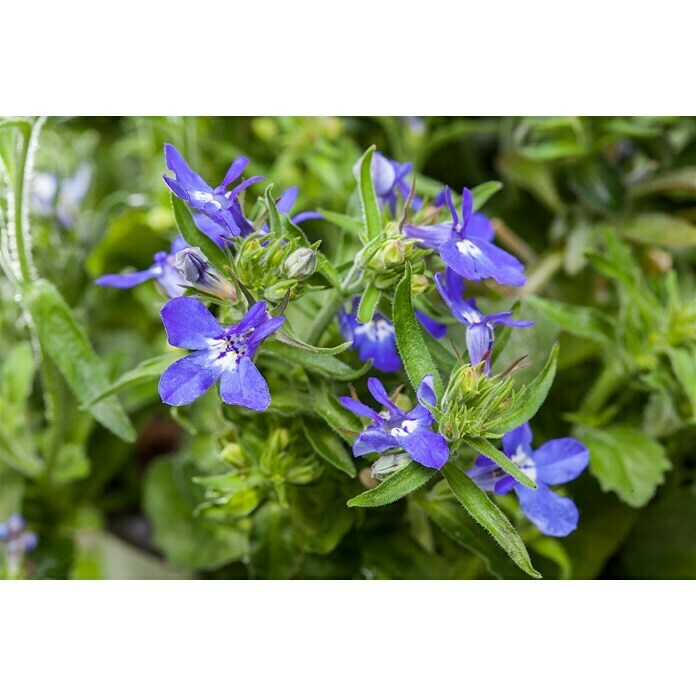 Piardino Lobelie (Lobelia ricardii, Blau) | BAUHAUS