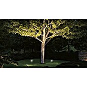 Paulmann Plug & Shine Vrtna LED spot svjetiljka Fluter  (Topla bijela, D x Š x V: 26 x 160 x 145 mm) | BAUHAUS
