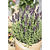 Piardino Schopflavendel Anouk (Lavandula stoechas, Topfgröße: 2 l)