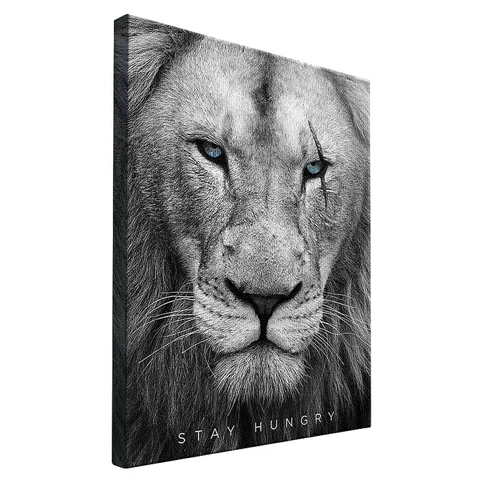 Dotcomcanvas Leinwandbild - Hungry Face, B x H: 60 x 80 cm - Schwarz-weiß-Leinwandbild eines Löwenkopfes mit blauen Augen und dem Text „STAY HUNGRY“.