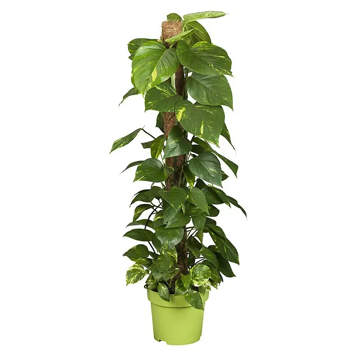 Piardino Efeutute - Epipremnum aureum, Topfgröße: 24 cm - Epipremnum aureum Zimmerpflanze im grünen Topf mit Moosstiel. Die Blätter sind grün mit gelben Flecken.