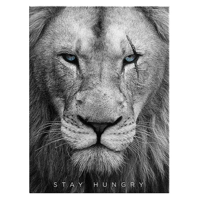 Dotcomcanvas Leinwandbild - Hungry Face, B x H: 60 x 80 cm - Schwarz-weißer Löwenkopf-Kunstdruck mit blauen Augen, Narbe und 'STAY HUNGRY'-Schriftzug.