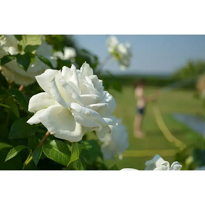 Piardino Edelrose Annapurna - Rosa Hybride, Blütenfarbe: Weiß - Nahaufnahme einer weißen Rose im Garten, mit einem verschwommenen Kind im Hintergrund, das mit einem Gartenschlauch spielt.