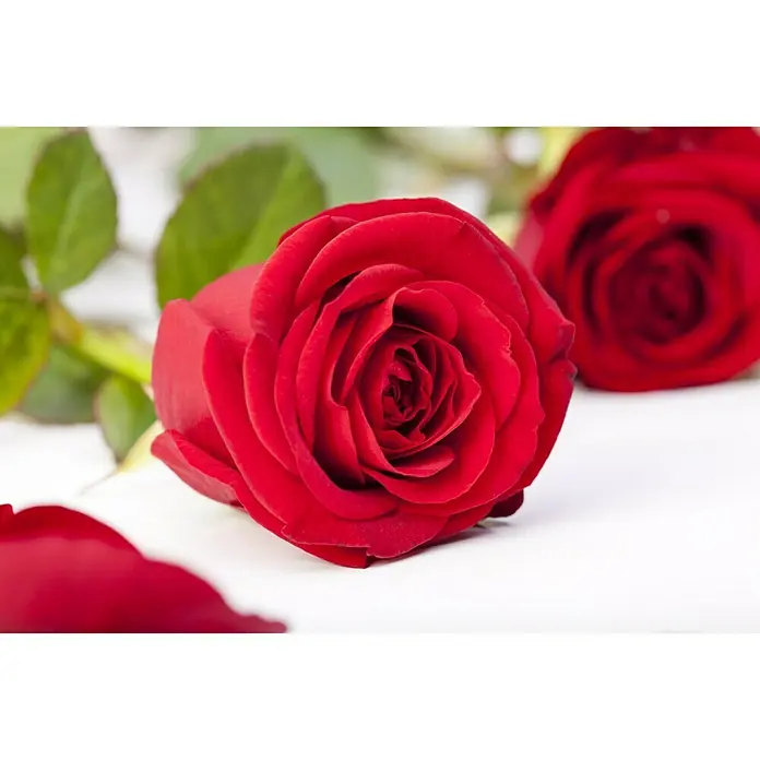 Piardino Topfrose Patio Hit - Rosa Hybride, Topfgröße: 13 cm, Blütenfarbe: Rot - Nahaufnahme von zwei roten Rosenblüten mit grünen Blättern auf einem weißen Untergrund. Die Rosen sind perfekt für romantische Anlässe.