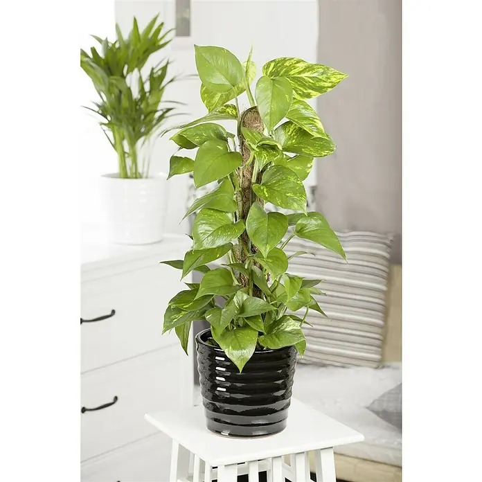 Piardino EfeututeEpipremnum aureum, Topfgröße: 17 cm, Gelb/Grün - Zimmerpflanze Epipremnum aureum in einem eleganten, schwarzen Topf mit Rillenstruktur, die auf einem weißen Beistelltisch steht.