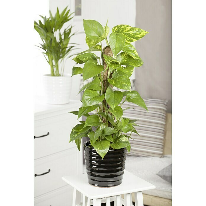 Piardino Efeutute (Epipremnum aureum, Topfgröße 17 cm, Gelb/Grün