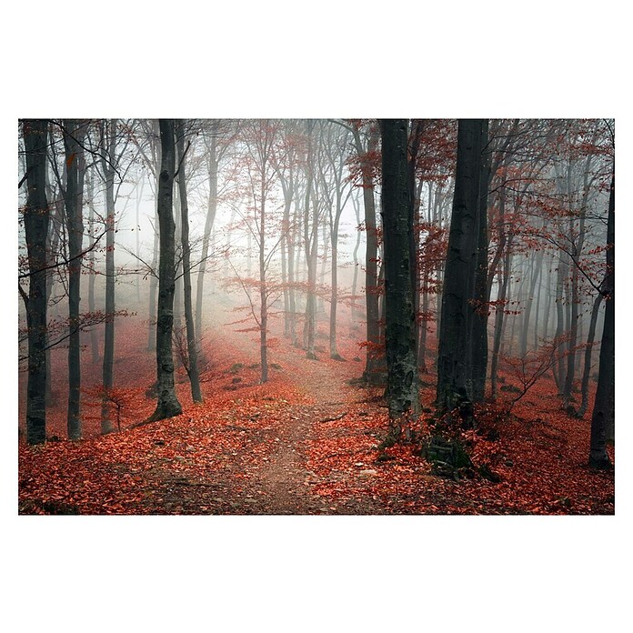 Leinwandbild Akustikbild (Herbstwald, B x H: 70 x 50 cm) | BAUHAUS