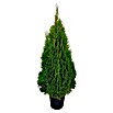 Piardino Lebensbaum (Thuja occidentalis Smaragd, Im Topf gedrückt, Aktuelle Wuchshöhe: 125 cm - 150 cm)