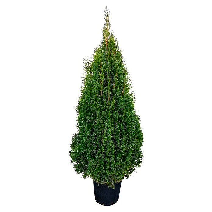 Piardino Lebensbaum (Thuja occidentalis Smaragd, Im Topf gedrückt, Aktuelle Wuchshöhe: 125 cm - 150 cm)