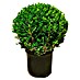 Buxus 