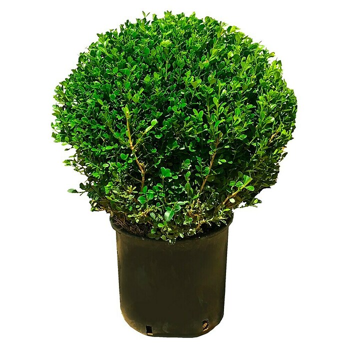 Buxus  (Buxus microphylla 'Faulkner', Volumen tegle: 12 l, Trenutna visina rasta: 50 cm) | BAUHAUS