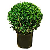 Buxus  (Buxus microphylla 'Faulkner', Volumen tegle: 12 l, Trenutna visina rasta: 50 cm) | BAUHAUS
