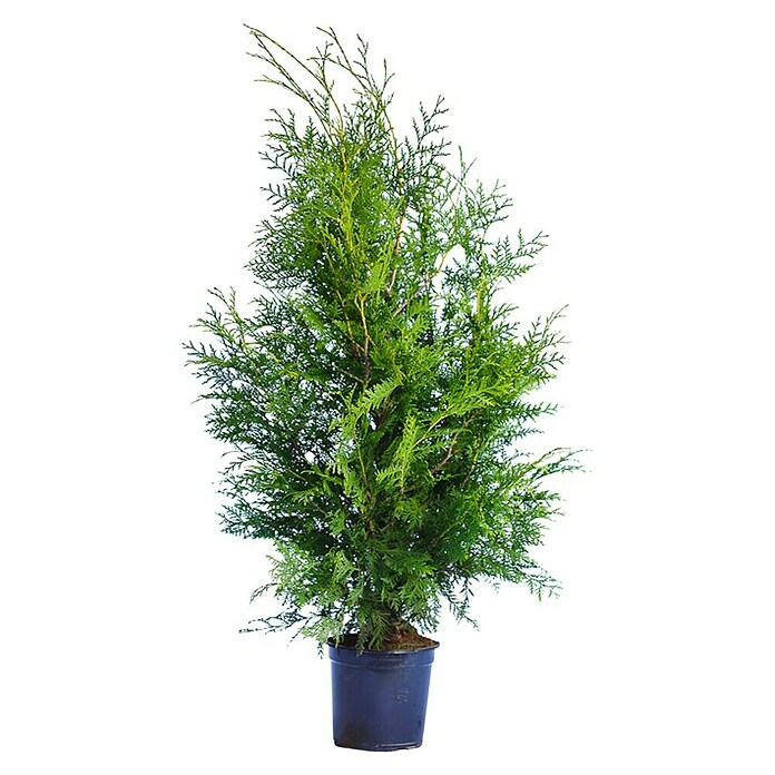 Thuja occidentalis Brabant  (Thuja occidentalis 