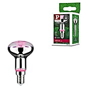 Paulmann Lámpara para plantas Grow Green (4 W, 100 lm, R50) | BAUHAUS
