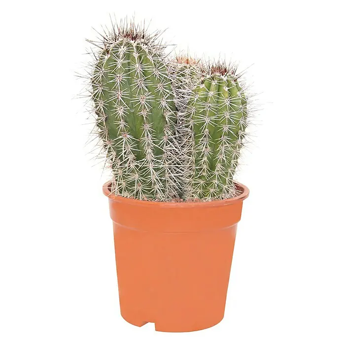 Cactus - Cactaceae, Tamaño de maceta: 8 cm - Primer plano de un cactus en una maceta. Ideal como decoración, fácil de cuidar y aporta un toque de desierto a tu hogar.