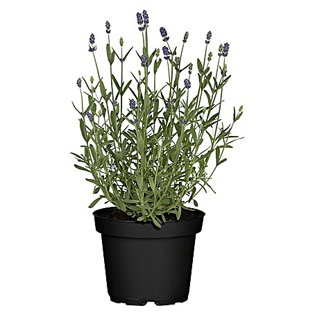 Piardino Lavendel (Lavandula angustifolia, Blau/Lila)