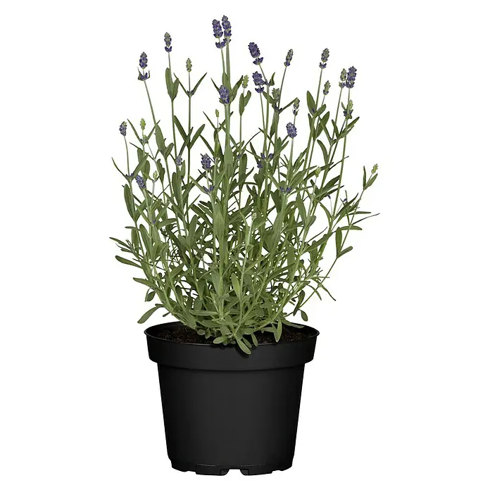 Piardino Lavendel - Lavandula angustifolia, Blau/Lila - Ein Lavendelstrauch im Topf. Das aromatische Kraut mit den lila Blüten ist eine hübsche und duftende Dekoration für Haus und Garten.