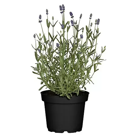 Piardino  Lavendel