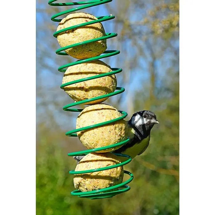 Dobar Meisenknödel - 9 kg, 100 Stk. - Ein Meisenknödelhalter in Spiralform mit vier Meisenknödeln und einer Kohlmeise, die an einem Knödel pickt.