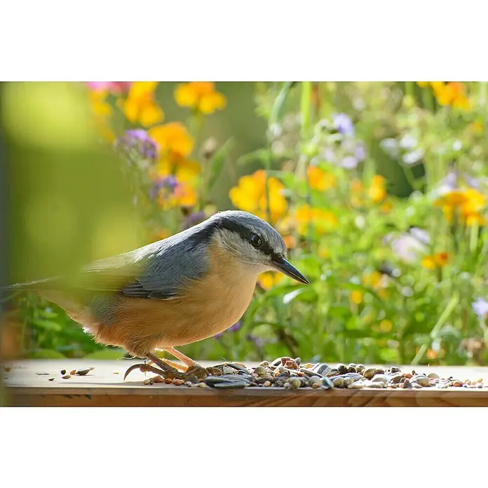 Dobar Wildvogelfutter Futtermix - 7 kg - Ein Kleiber sitzt auf einem Brett und frisst Sonnenblumenkerne, während bunte Blumen im Hintergrund blühen.