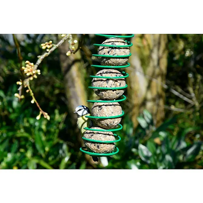 Dobar Meisenknödel - 8 kg, 100 Stk. - Blaumeise klammert sich an einen spiralförmigen Meisenknödelhalter mit vier Knödeln im Garten für eine einfache Nahrungsaufnahme.