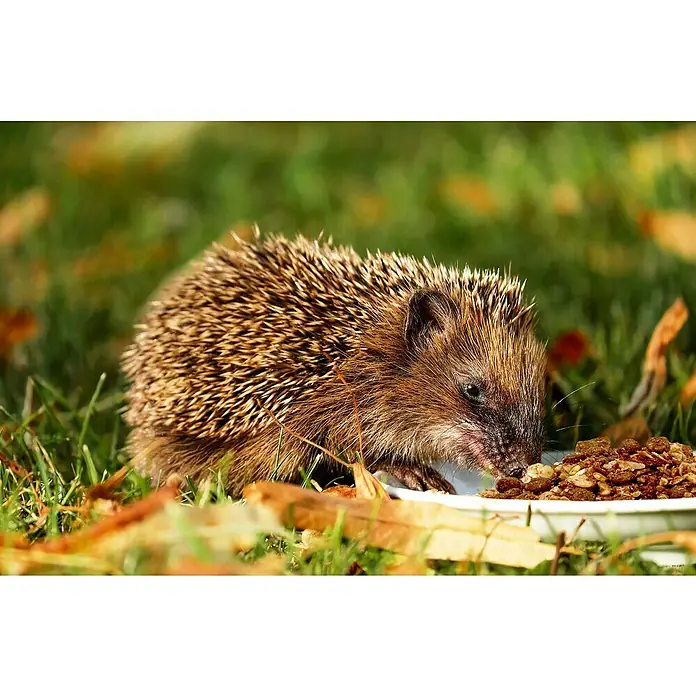 Dobar Igelfutter -  - Ein Igel frisst Futter aus einer weißen Schale im Gras, umgeben von herbstlichen Blättern, eine Szene der Natur.