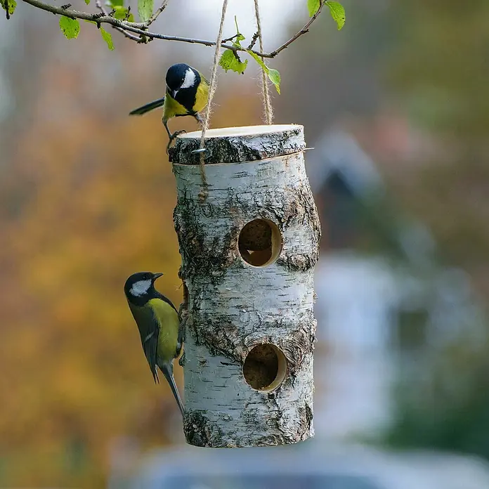 Dobar Meisenknödelhalter - L x B x H: 11 x 11 x 26 cm - Zwei Meisen erkunden ein hängendes Birkenstamm-Vogelhaus mit zwei runden Eingängen.
