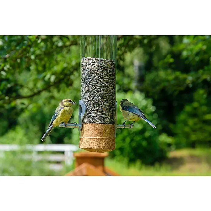 Dobar Futtersäule Pickbar-Premium - Holz - Nahaufnahme von zwei Blaumeisen, die an einem transparenten Vogelfutterspender mit Sonnenblumenkernen sitzen.