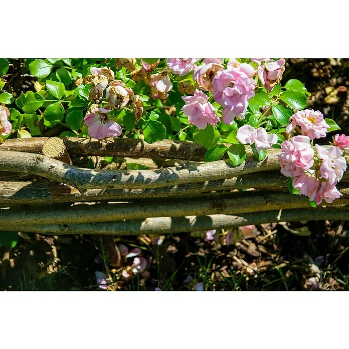 Dobar Beeteinfassung 4er Set - Haselnuss - Charmante Gartenszene mit einem rustikalen Flechtzaun, umrankt von zarten, rosa Rosenblüten, die eine idyllische Atmosphäre schaffen.