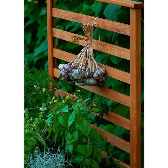 Dobar Rankhilfe - 5 x 78 cm, Holz, Braun - Eine Nahaufnahme von Knoblauch, der an einem Holzgitter hängt, umgeben von grünem Blattwerk, das die natürliche Ernte hervorhebt.