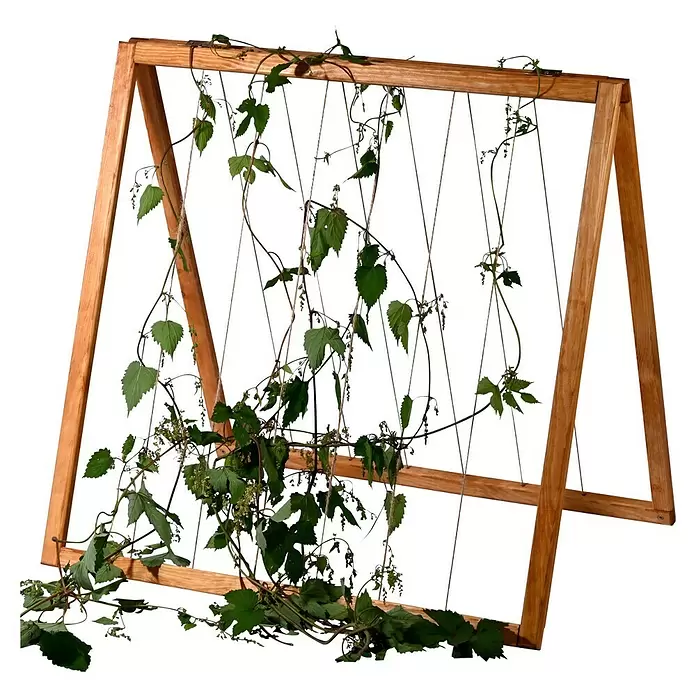 Dobar Rankhilfe - 58 x 70 cm, Holz, Braun - Hölzernes A-Rahmen-Rankgitter mit grünen Kletterpflanzen.