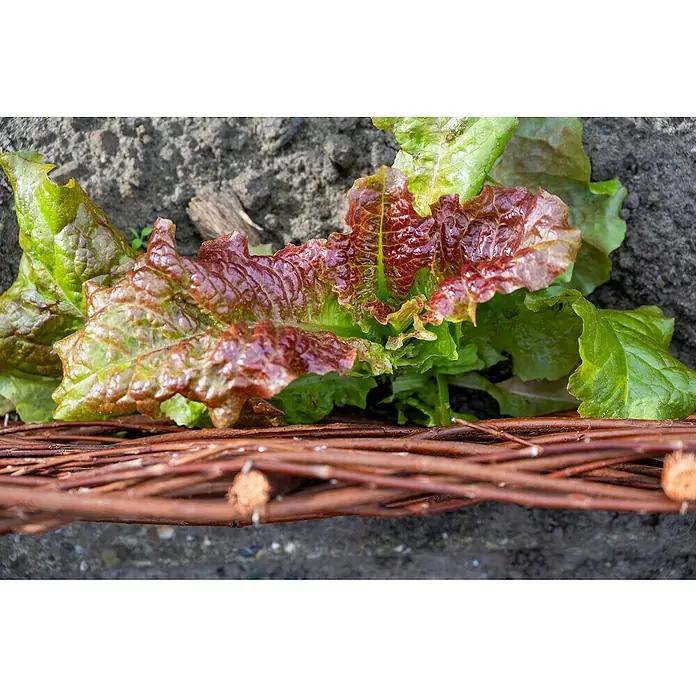 Dobar Beeteinfassung 4er Set - 100 x 20 cm, Weide - Nahaufnahme von Salatblättern in verschiedenen Grüntönen und Rottönen, die neben einem braunen, geflochtenen Zaun liegen.