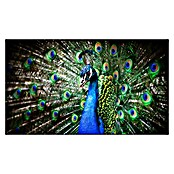 Cuadro de vidrio Peacock (Pavo real, 120 x 70 cm, Vidrio)