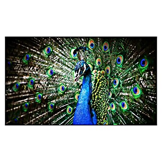 Cuadro de vidrio Peacock (Pavo real, An x Al: 120 x 70 cm)