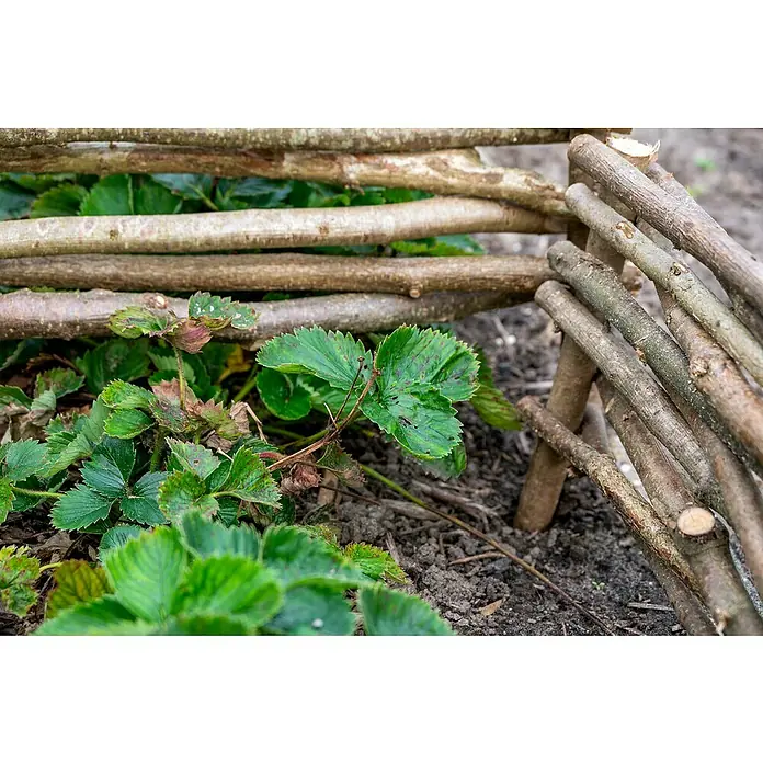 Dobar Beeteinfassung 4er Set - Haselnuss - Nahaufnahme von Erdbeerpflanzen, die in einem Garten mit einem rustikalen Zaun aus Ästen wachsen. Die grünen Blätter stechen hervor.