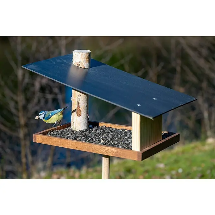 Dobar Vogelfutterhaus Futura - 35 x 24 x 22 cm, Schwarz/ Braun/ Natur, Holz - Vogelhäuschen mit Sonnenblumenkernen, auf dem ein hübsches Blaumeise mit einem Samen im Schnabel sitzt.